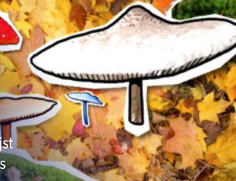 SchoolTV  - herfst